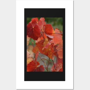 Autumnal Vine Leaves by Avril Thomas Posters and Art